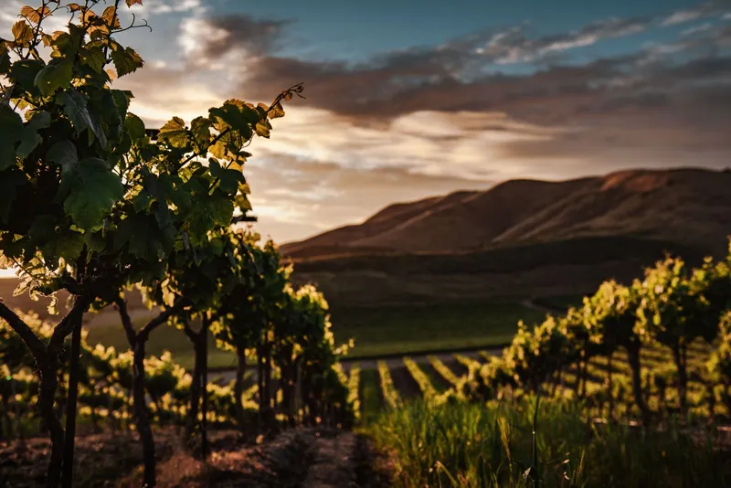 The Red Hill Vineyard Estate — view 2